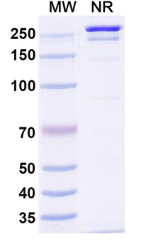 Influenza A virus Neuraminidase/NA Human Monoclonal Antibody