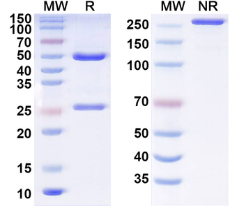 Influenza A virus Neuraminidase/NA Human Monoclonal Antibody