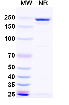 Influenza A virus Neuraminidase/NA Human Monoclonal Antibody