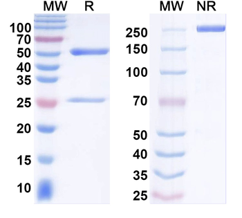 MARV VP35/Marburg VP35 Human Monoclonal Antibody