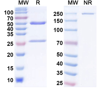 MARV GP/Envelope glycoprotein Human Monoclonal Antibody