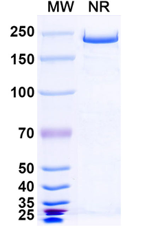 MARV GP/Envelope glycoprotein Human Monoclonal Antibody