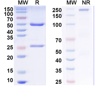 Influenza A virus Neuraminidase/NA Human Monoclonal Antibody