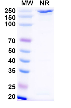 Influenza A virus Neuraminidase/NA Human Monoclonal Antibody