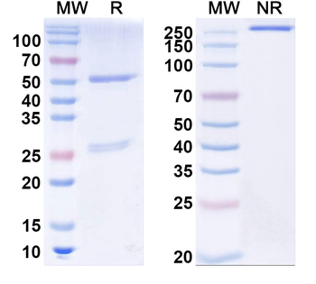 Influenza A virus Neuraminidase/NA Human Monoclonal Antibody