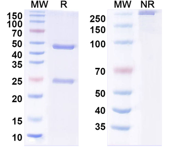 MERS-CoV S2 Protein Human Monoclonal Antibody