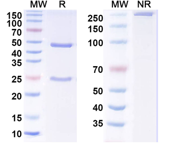MERS-CoV RBD Human Monoclonal Antibody
