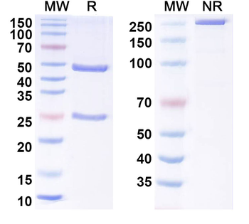 MAPT/Tau/PHF-tau Mouse Monoclonal Antibody