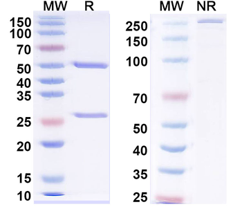 RABV G/Glycoprotein Human Monoclonal Antibody