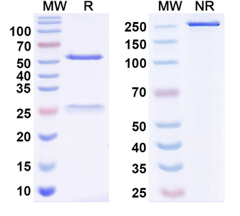 Candida albicans ENO1/Enolase 1 Human Monoclonal Antibody