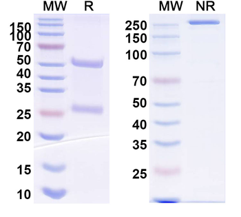 MERS-CoV RBD Human Monoclonal Antibody