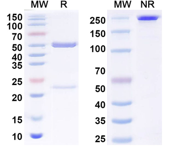 MERS-CoV RBD Human Monoclonal Antibody