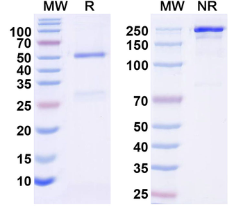ADM Human Monoclonal Antibody