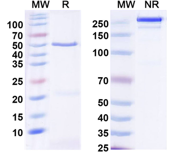 STEAP1 Human Monoclonal Antibody