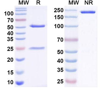Candida albicans ENO1/Enolase 1 Human Monoclonal Antibody