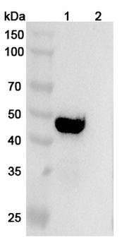 Candida albicans ENO1/Enolase 1 Human Monoclonal Antibody