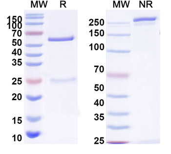 HBV-A S/L-HBsAg/L glycoprotein Human Monoclonal Antibody
