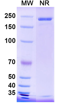 Influenza A virus HA/Hemagglutinin Human Monoclonal Antibody