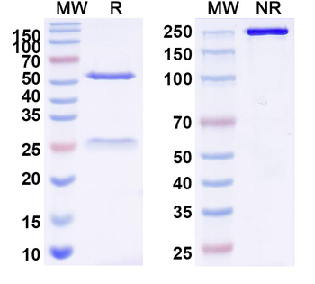 Influenza A virus HA/Hemagglutinin Human Monoclonal Antibody