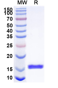 HIV-1 nef/F-protein protein Camelus Monoclonal Antibody