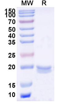 HIV-1 rev/ART/TRS protein Camelus Monoclonal Antibody