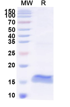 HIV-1 Vif/SOR protein Camelus Monoclonal Antibody