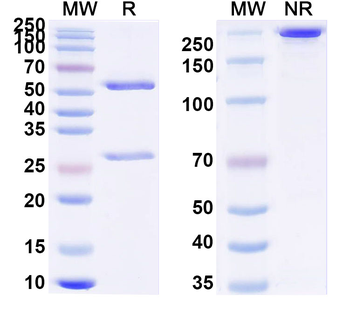 Influenza A virus Neuraminidase/NA protein Human Monoclonal Antibody