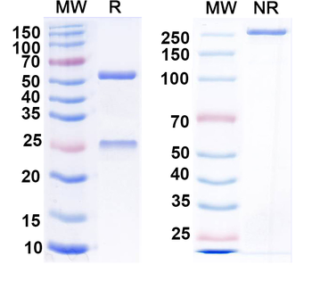 HBV-D HBcAg/HBeAg Human Monoclonal Antibody