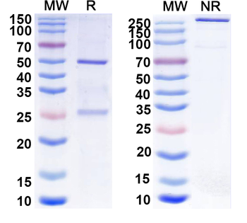 HBV S/L-HBsAg/L glycoprotein Mouse Monoclonal Antibody