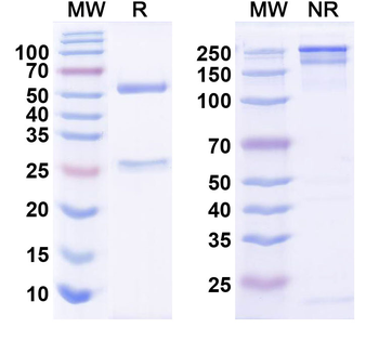 TNFSF9/4-1BBL Mouse Monoclonal Antibody
