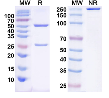 CD40/TNFRSF5 Human Monoclonal Antibody