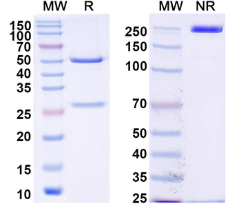 EBV/HHV4 gB/BALF4 Human Monoclonal Antibody