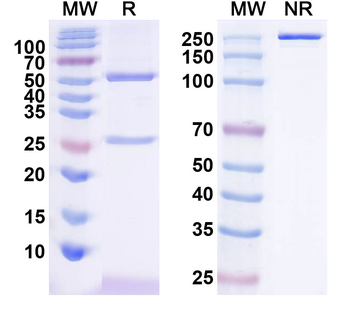 PRLR Human Monoclonal Antibody