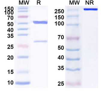 MICA/B Mouse Monoclonal Antibody