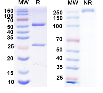 PCV2 Cap/Capsid protein Mouse Monoclonal Antibody