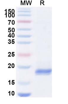HIV1 Gag polyprotein Camelus Monoclonal Antibody
