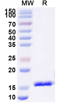HIV1 Gag polyprotein Camelus Monoclonal Antibody