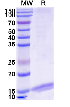 SARS-CoV S/Spike glycoprotein Camelus Monoclonal Antibody