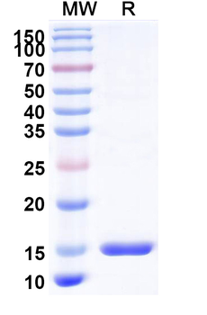 Hepatitis C virus/HCV Genome polyprotein Camelus Monoclonal Antibody