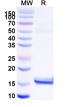 Influenza A virus/H1N1 NP/Nucleoprotein Camelus Monoclonal Antibody