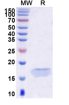 HIV1 Surface protein gp120 Camelus Monoclonal Antibody