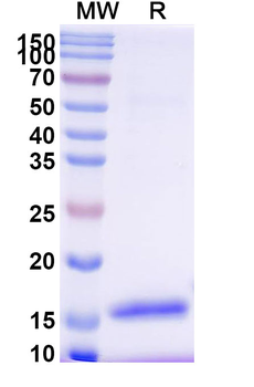 HIV1 Surface protein gp120 Camelus Monoclonal Antibody
