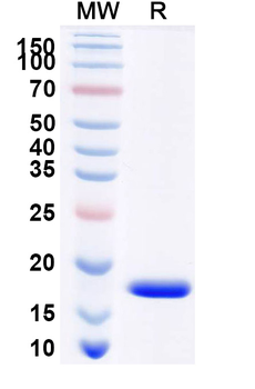 SARS-CoV-2 NP/Nucleoprotein Camelus Monoclonal Antibody