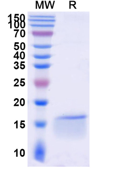 SARS-CoV-2 NP/Nucleoprotein Camelus Monoclonal Antibody