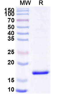 SARS-CoV-2 NP/Nucleoprotein Camelus Monoclonal Antibody