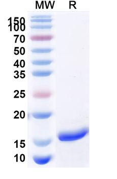 SARS-CoV-2 S Protein Camelus Monoclonal Antibody