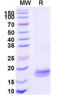 SARS-CoV-2 S Protein Camelus Monoclonal Antibody