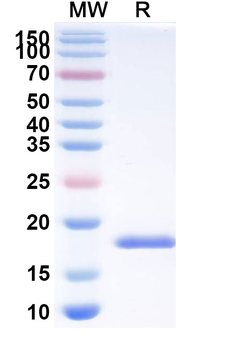 SARS-CoV-2 S Protein Camelus Monoclonal Antibody