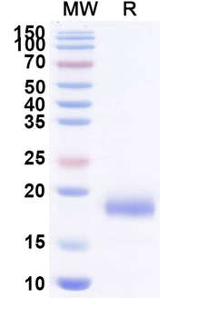 SARS-CoV-2 S Protein Camelus Monoclonal Antibody