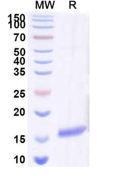 SARS-CoV-2 S Protein Camelus Monoclonal Antibody